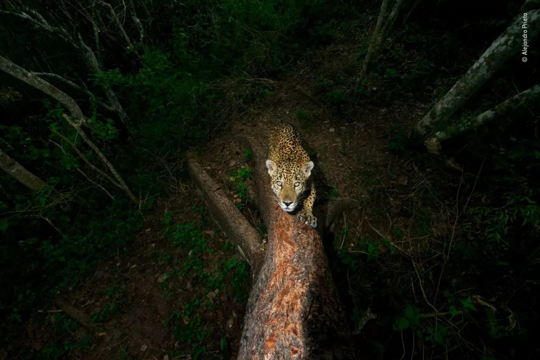 2018年度野生動物攝影師大賽頒獎!中國秦嶺金絲猴照奪冠_西班牙