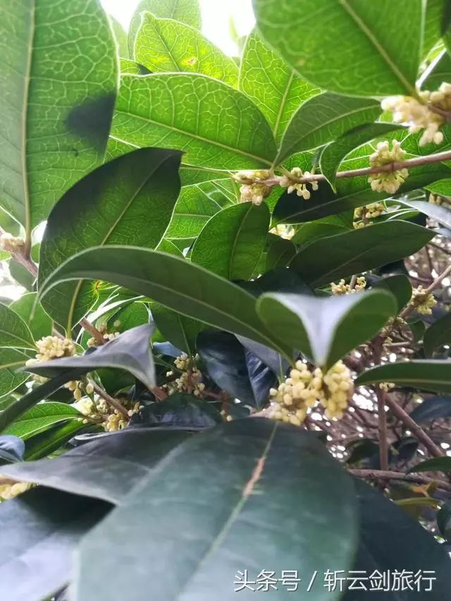 這個村有一棵一百年的桂花,八月開花時全村飄香