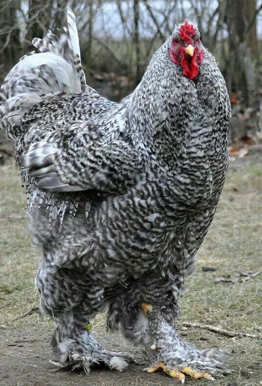 世界上最漂亮的鸡品种图片