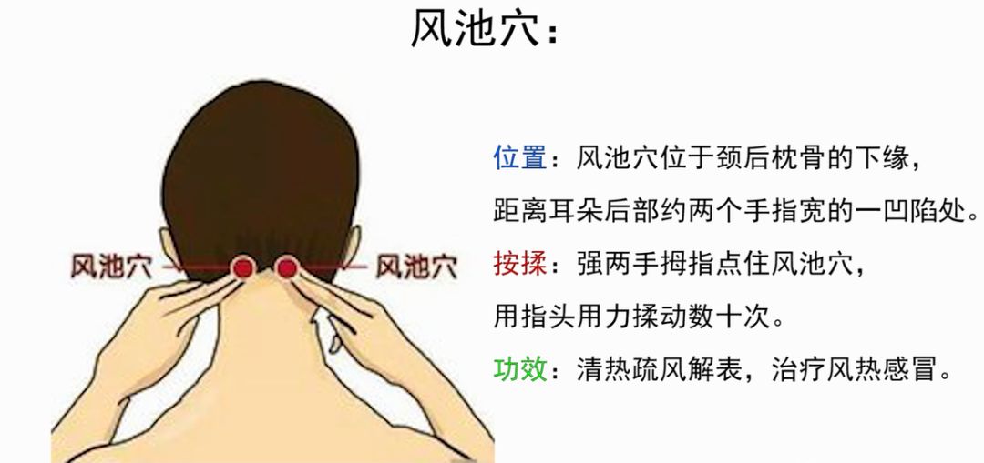 风池的准确位置图图解图片