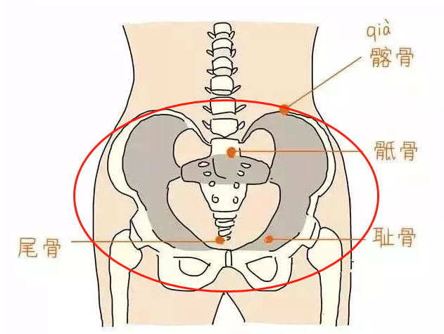 在脊椎的底部下方联结,称为骶髂关节(也就是图中的红圈位置)其实,这都