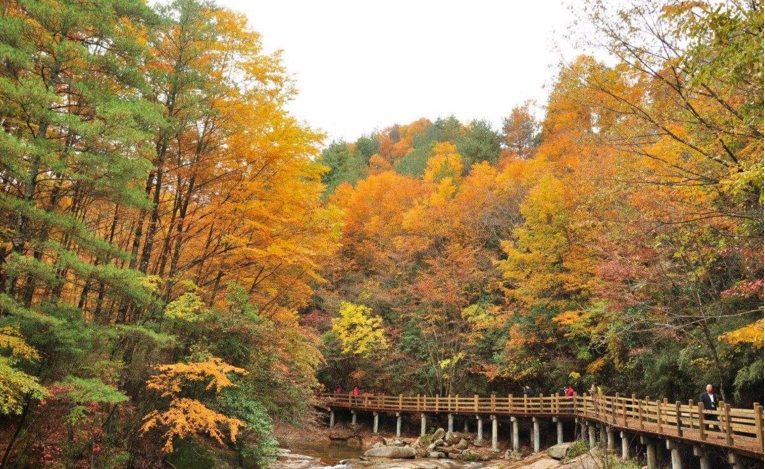 巴中市南江縣光霧山鎮,地處川陝交界處米倉山南麓,景區幅員面積830餘