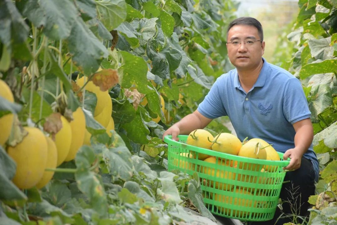 又是一年丰收时光泽本土种植哈密瓜又香又脆又甜