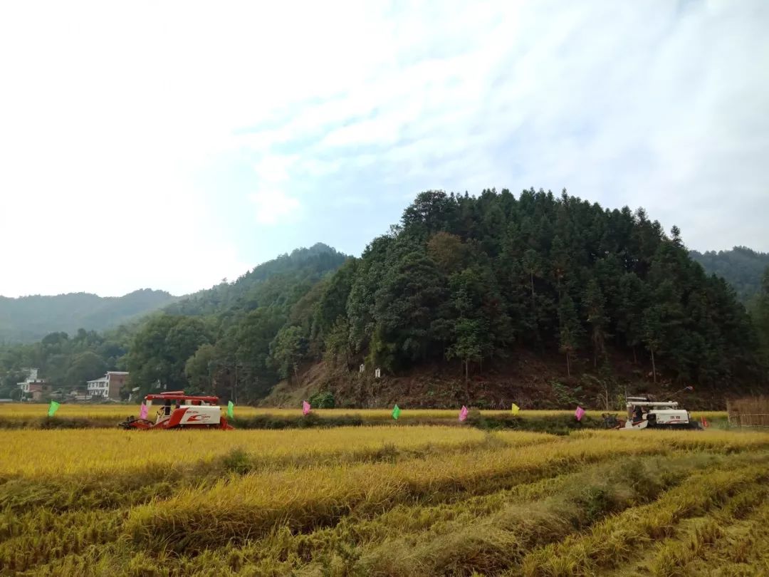 與大多數人一樣,位於廣寒寨鄉郊溪村三十六灣的家庭農場主高小年正趁