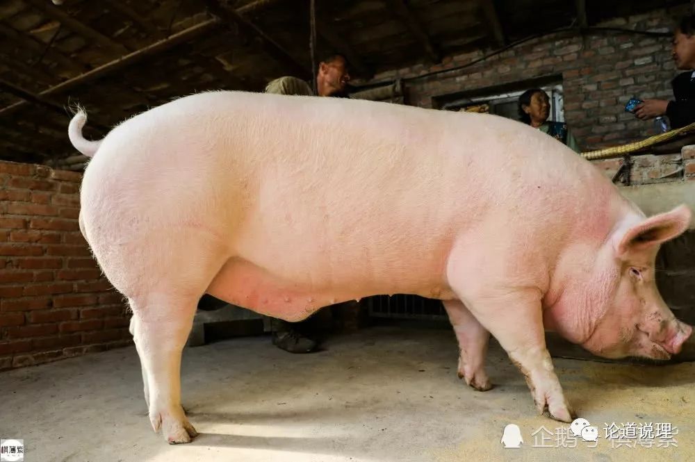 五百斤的猪图片图片