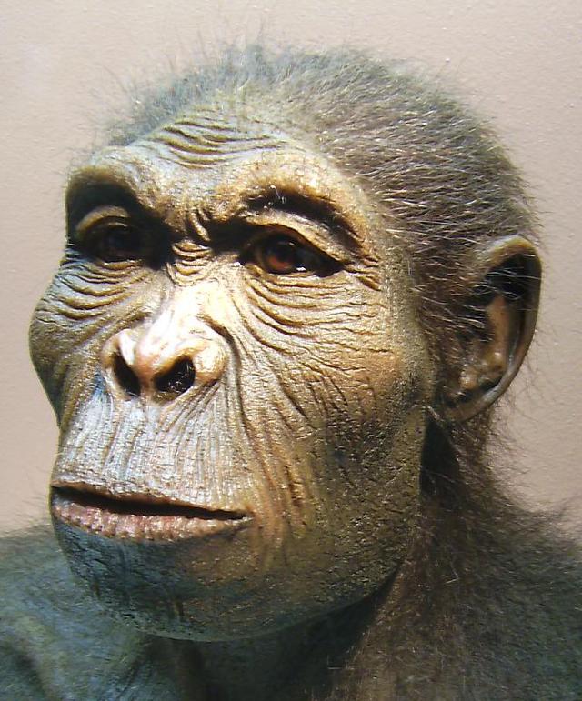 非洲古猿露西图片