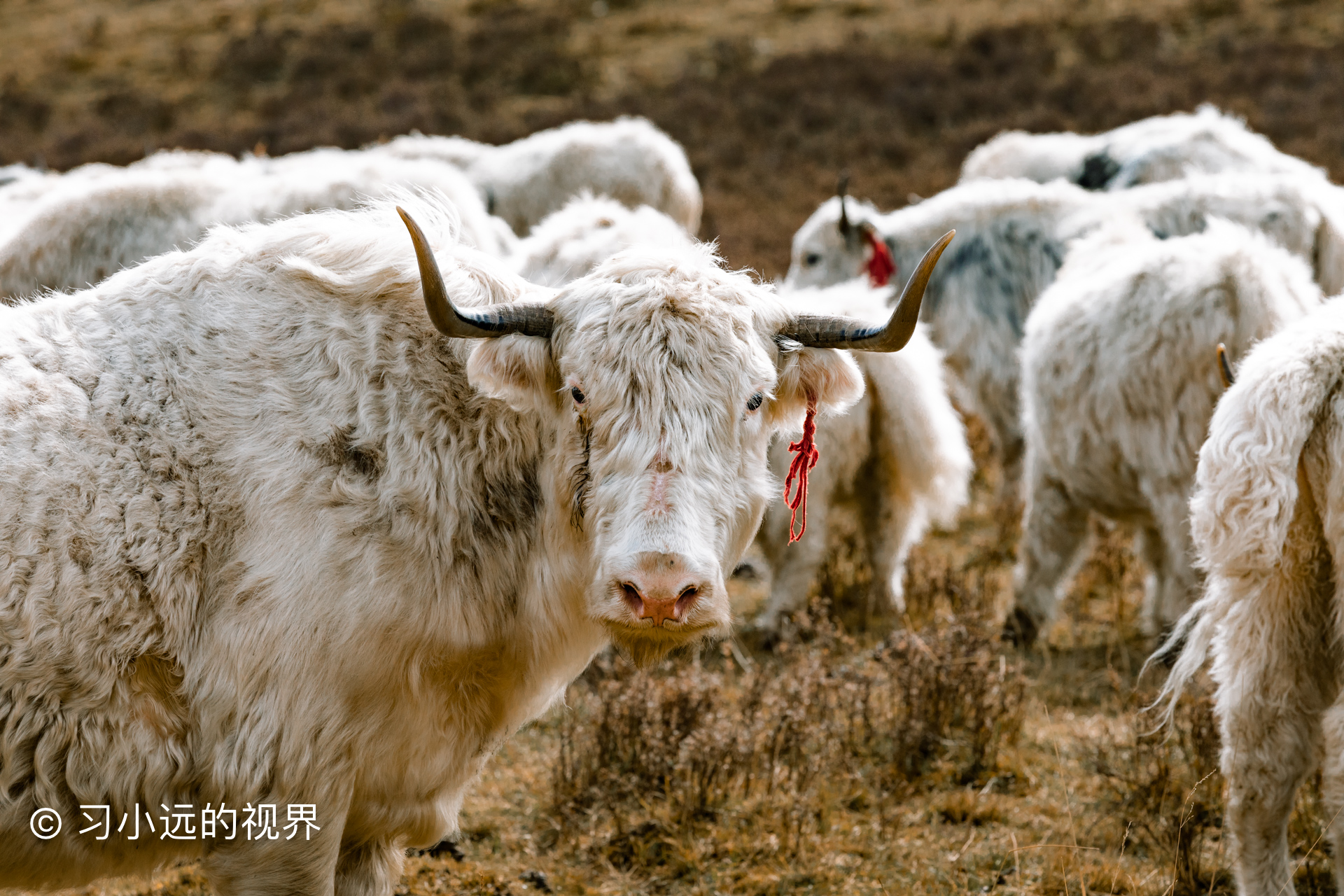 天祝白牦牛一般在6月中旬剪毛(对公牛进行拔毛),每