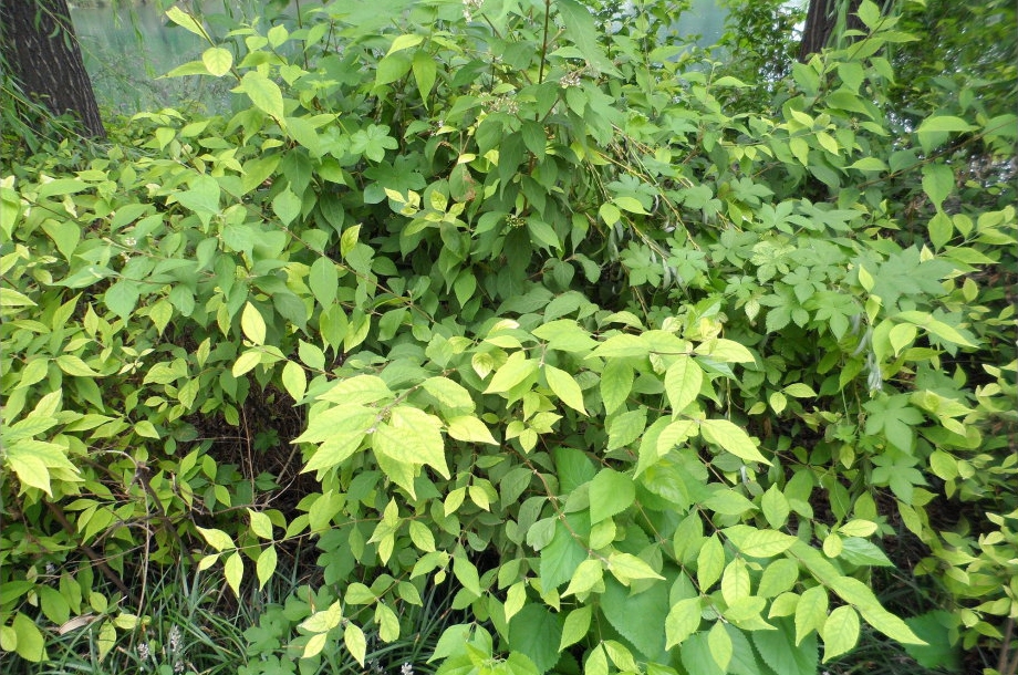 植物,因為它們的價值真的很好,下面筆者就給大家介紹這麼一種野生樹木