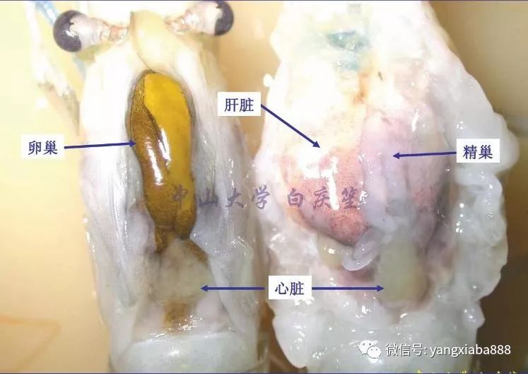 虾解剖图图片