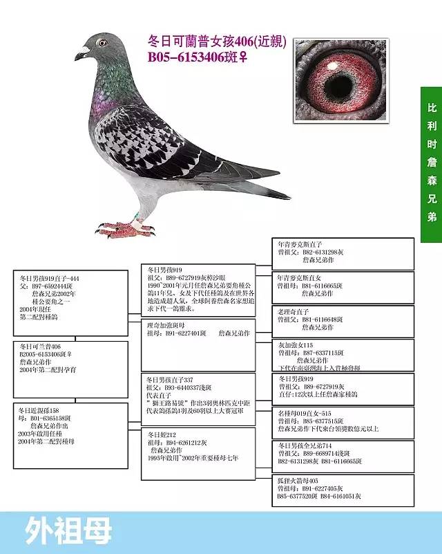 卡洛斯米老鼠种鸽图片图片