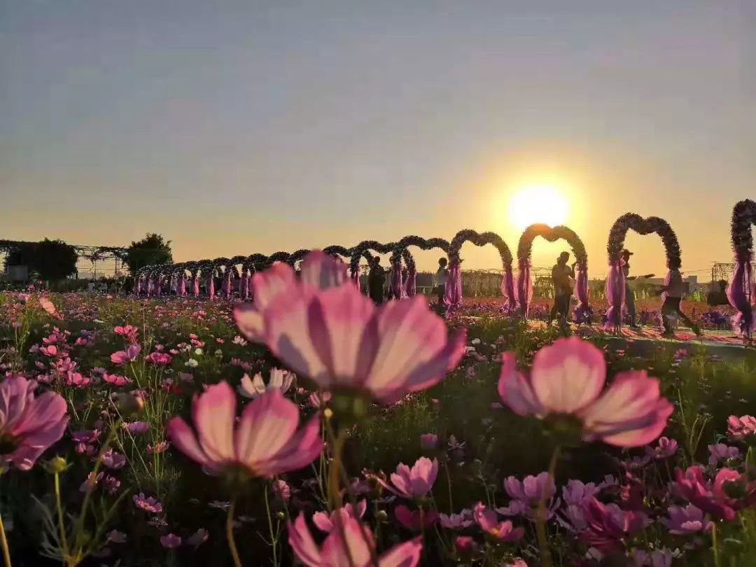 仙眷花洲海纳花海图片