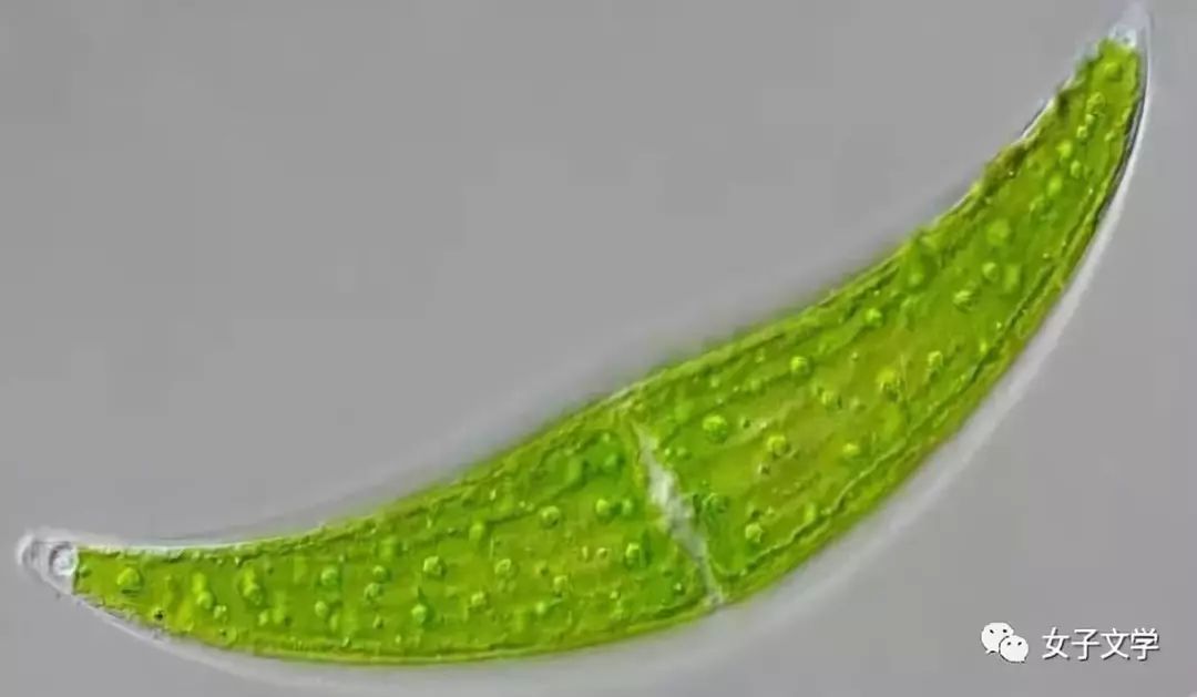 单细胞生物,是藻类细胞为新月形,中央有一核,核两边各有一个叶绿体