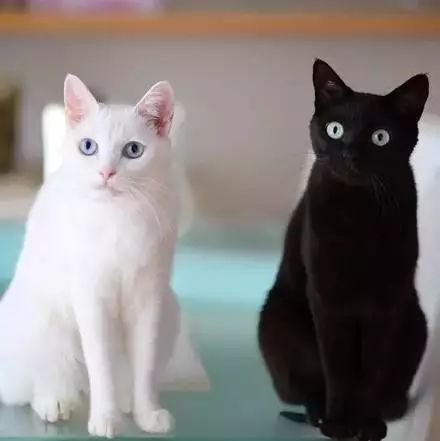 黑猫和白猫黑白配,简直帅呆了!