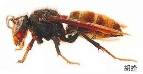 大黑蜂能蛰死人吗图片