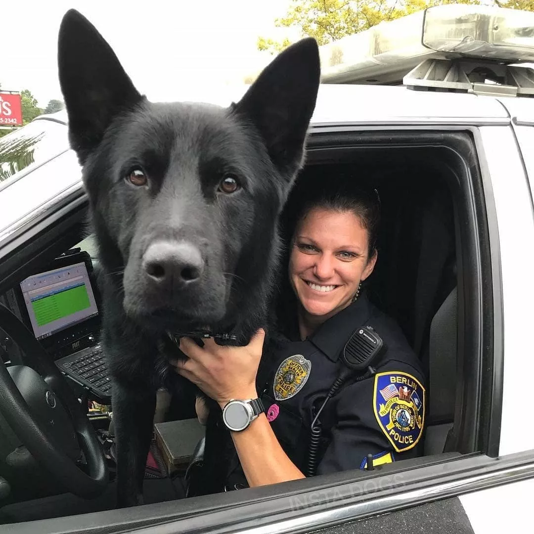 碰到这样的警犬,犯罪分子一秒就能败下阵来