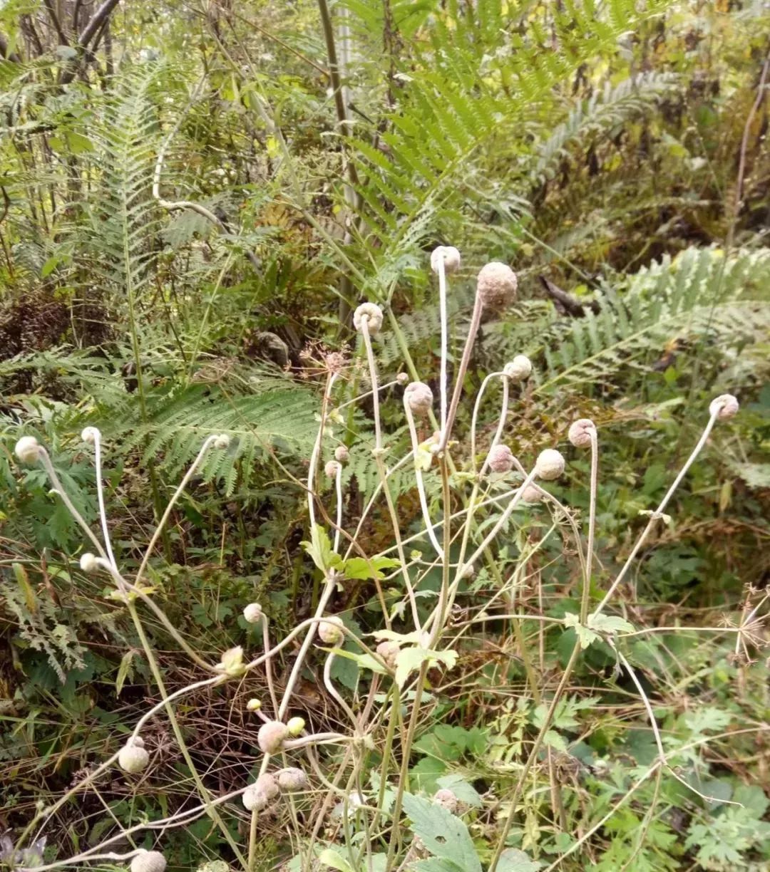 虎牙草照片图片