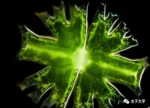 角星鼓藻:绿藻门绿藻纲中带藻目,单细胞,细胞体一般长大于宽,绝大多数