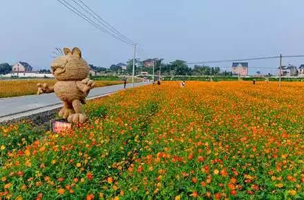 桐廬狄浦花海可以說是遠近聞名了,古村花海,種類繁多:向日葵,波斯菊