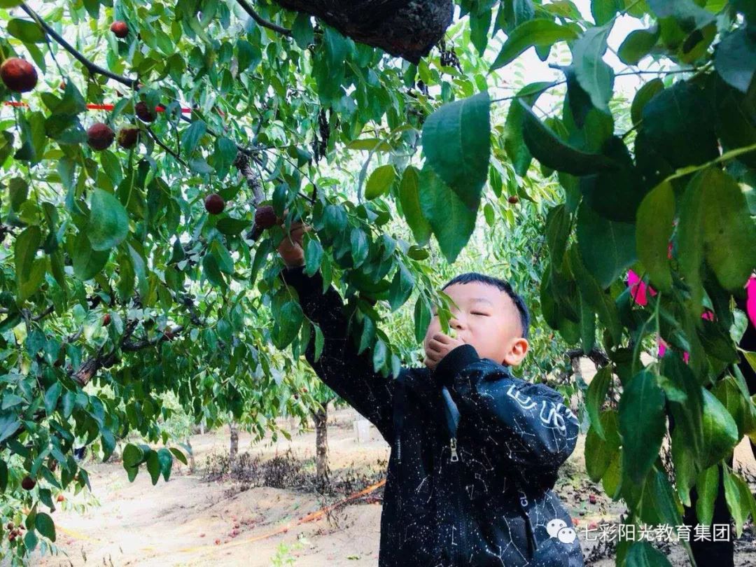 小孩打枣图片图片