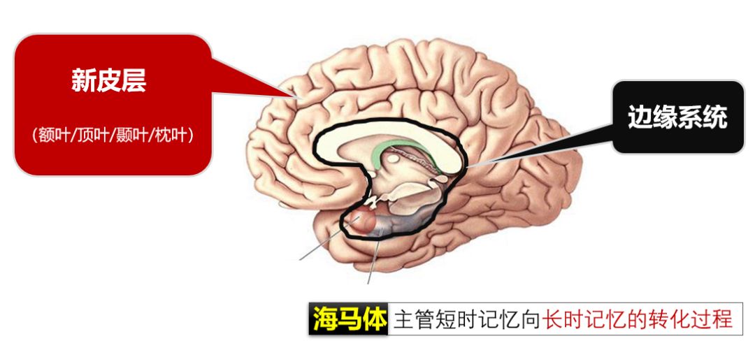 大脑边缘系统图片