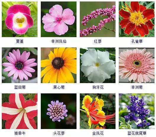 100种花的图片和名字图片