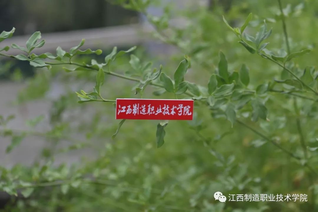 深圳绿色校徽的学校图片