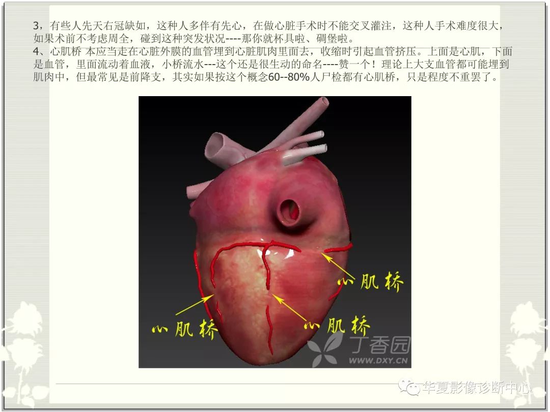 超詳細心臟血管解剖圖解版