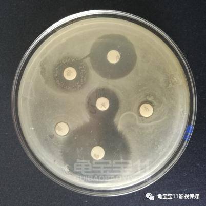 滤纸片法抑菌实验图片图片