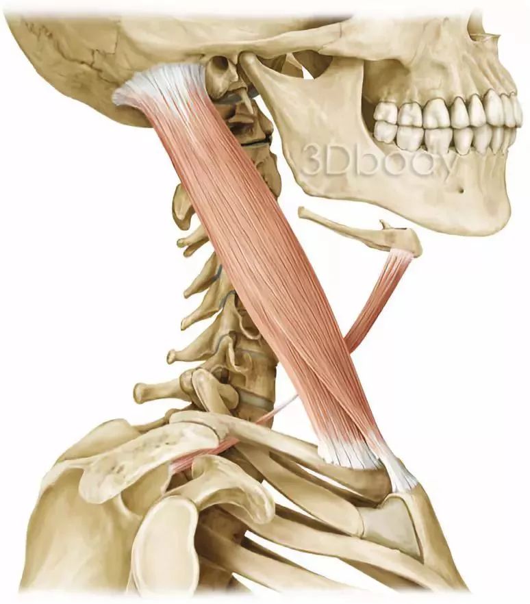 胸锁关节的相关肌肉图片