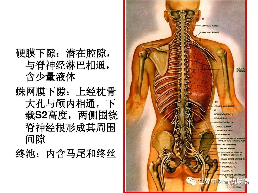 腰椎的解剖及腰部的层次解剖