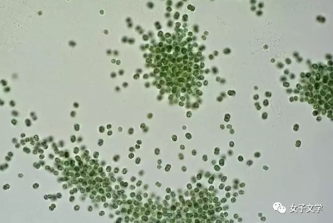 蓝藻类囊体图片