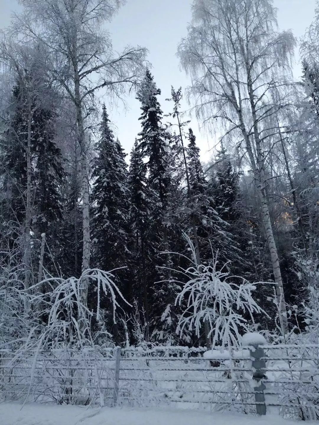 天山雪,最後淨土白哈巴,所有攝影作品歸原作者所有,如有侵權請第一