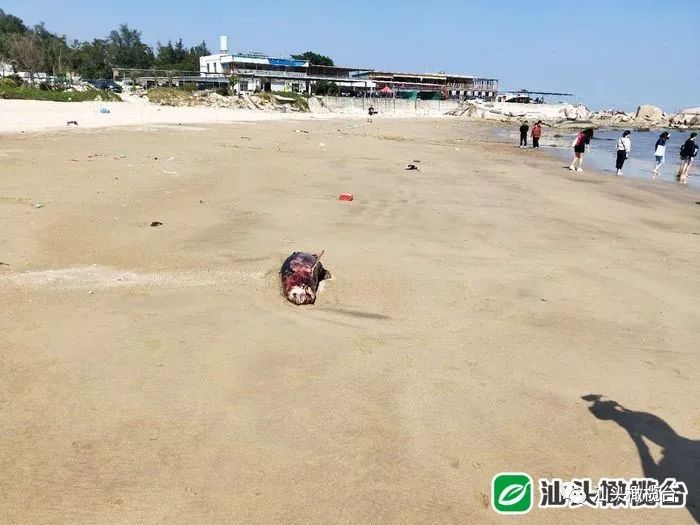 汕头北山湾沙滩上出现海豚尸体,令人痛惜