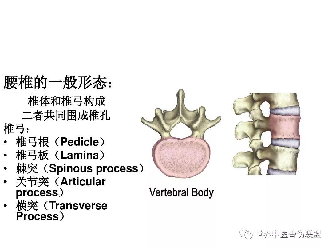 腰椎的解剖及腰部的層次解剖