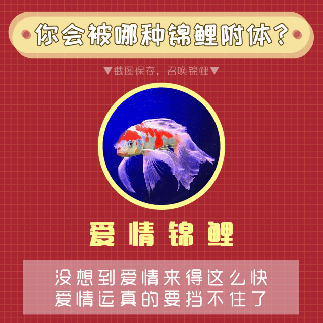 锦鲤gif红色锦鲤动态图片