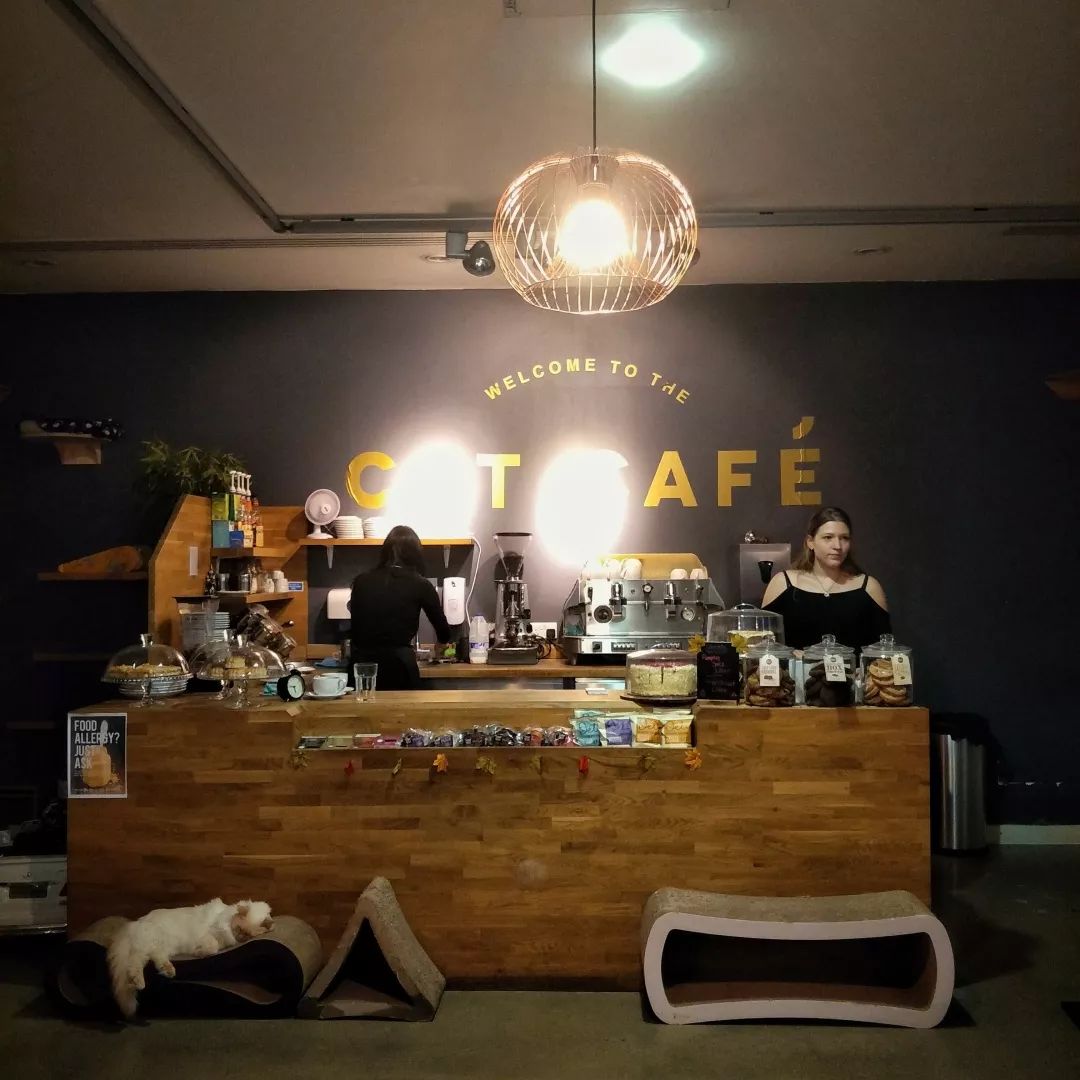 万达广场猫咖啡店地点图片