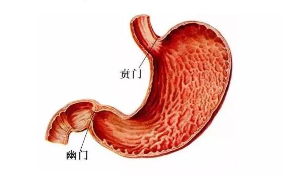 图片来源:网络 人体的胃有两个「城门」,胃与食管接壤之处称「贲门」