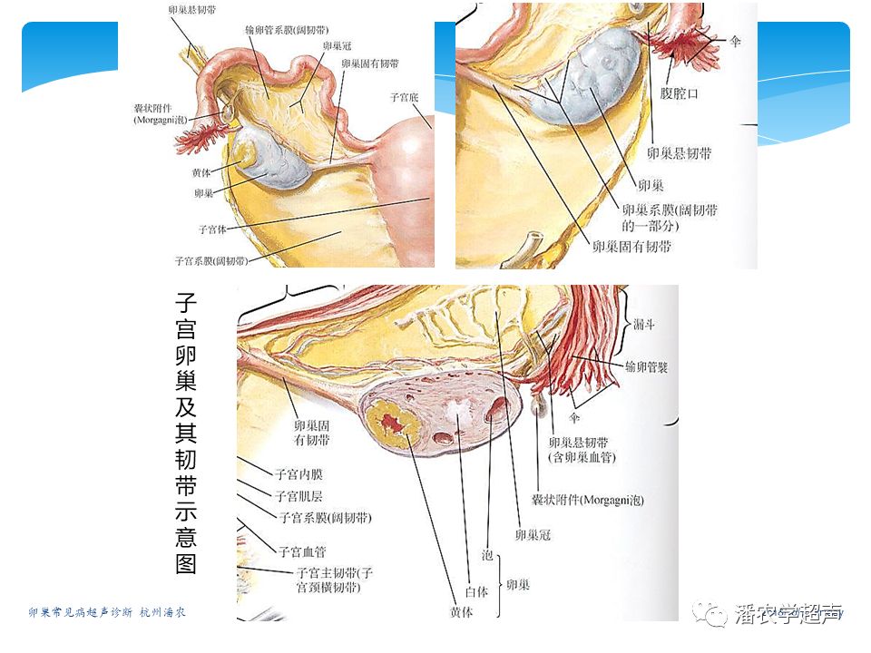 超聲微課堂卵巢常見病超聲診斷思路大體解剖和超聲檢查