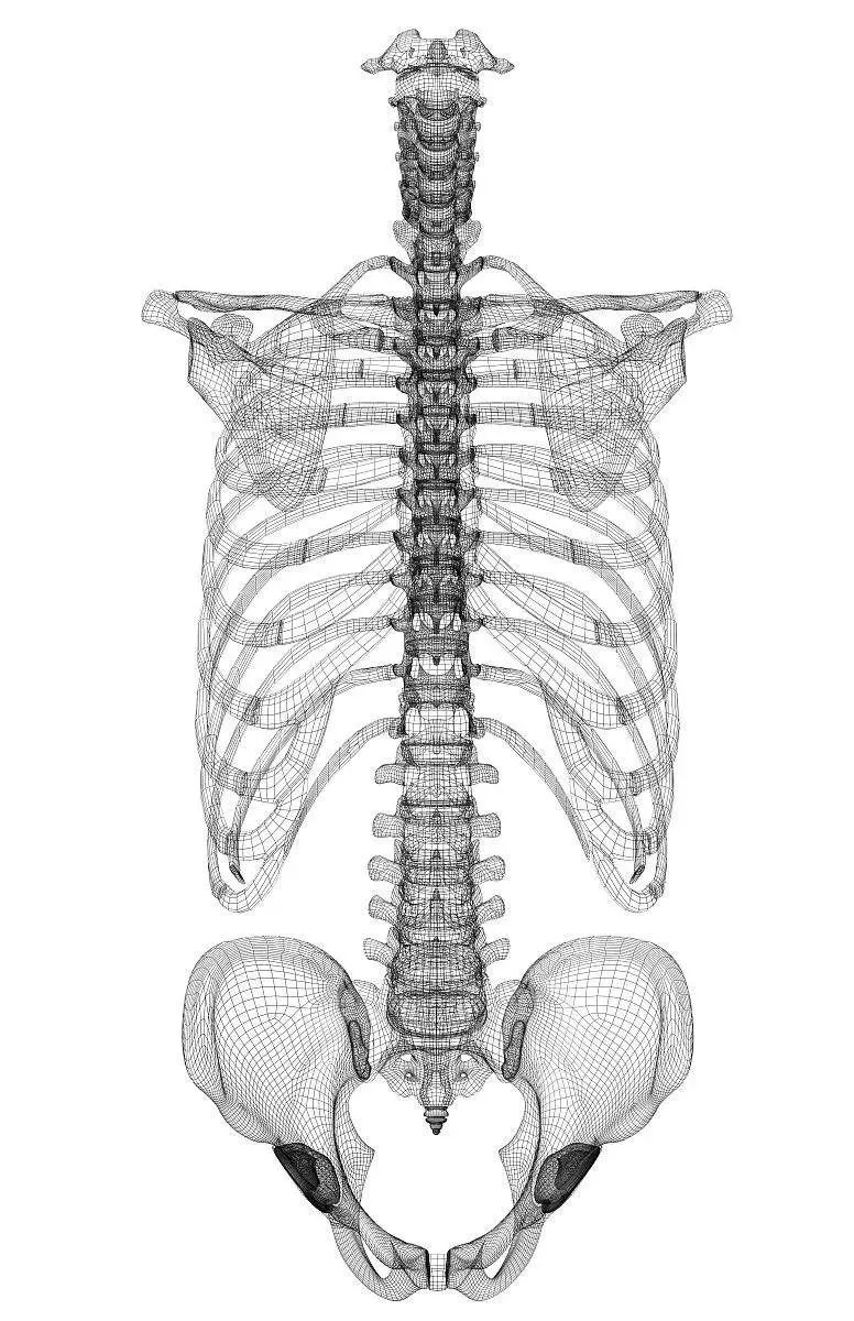 骨盆前倾解剖图图片