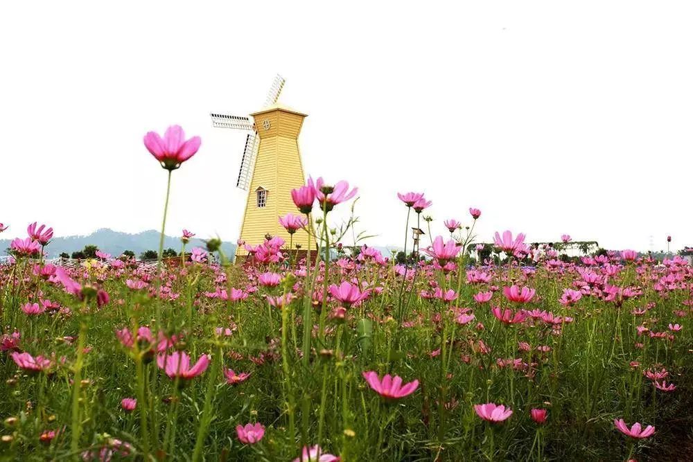 仙眷花洲海纳花海图片