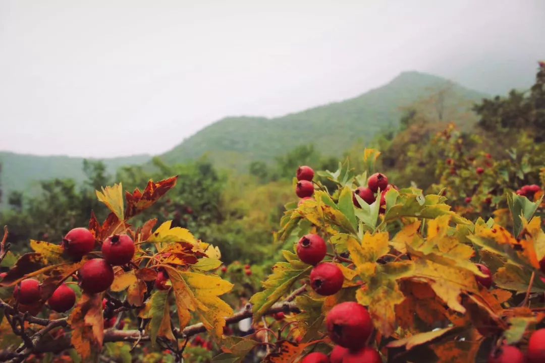 海子山楂树图片