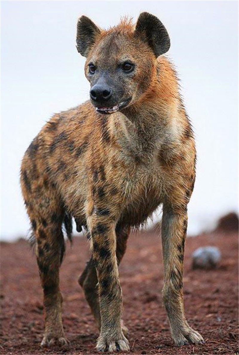 印度鬣狗图片