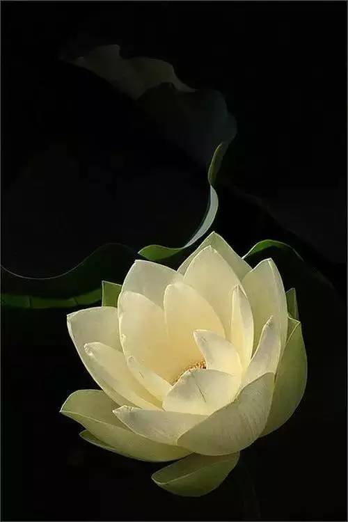 每个人的心中都有一朵清净的莲花沉静的眼,平和的心