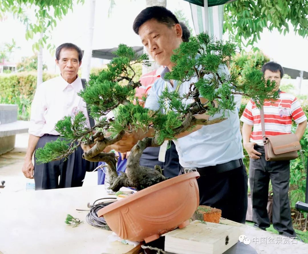 水墨境界——樊順利大師在馬來西亞的製作表演_盆景