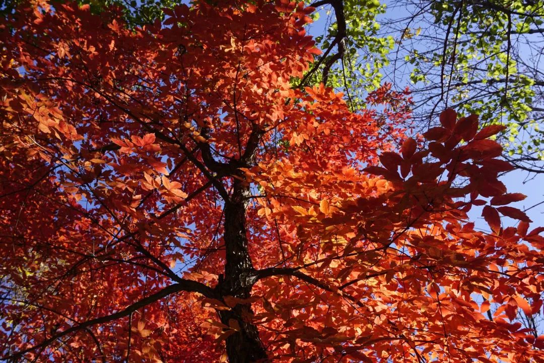 紅葉與紅顏溫暖你的深秋