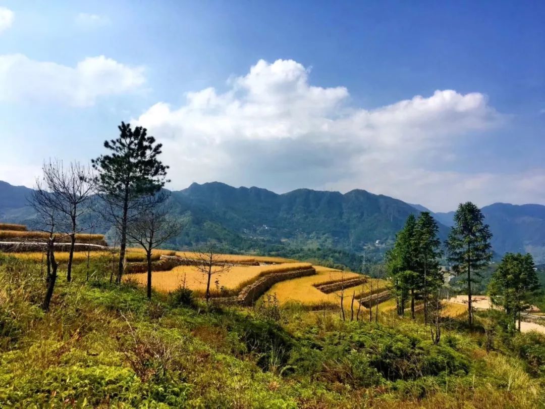 观赏点:乡村 地址:文成县各个乡村 莫错过这般美好的秋色(来源