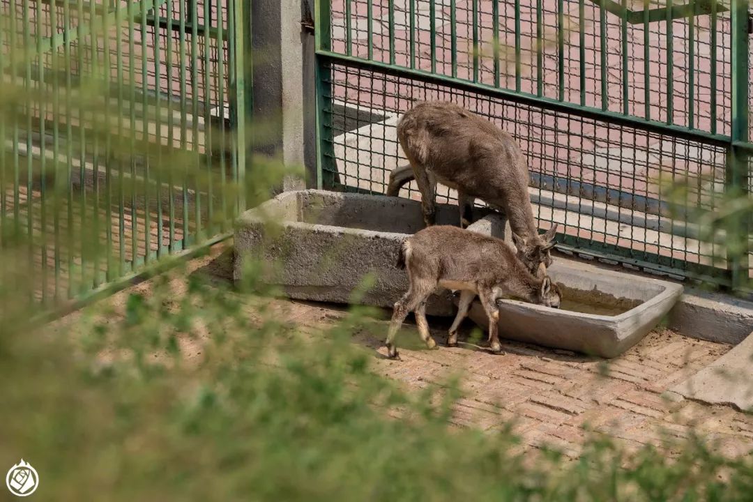 中國動物園遊記蘭州動物園千條鐵欄後有沒有宇宙