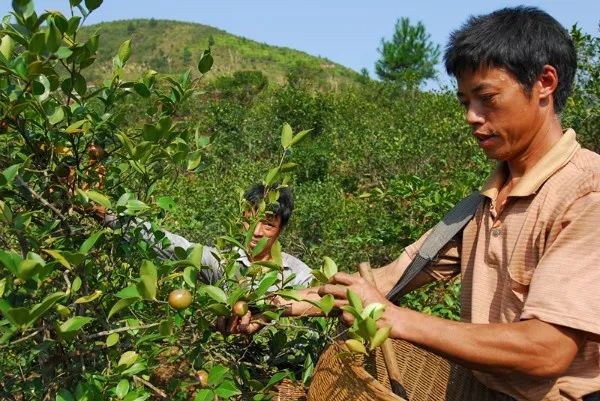 看油茶文化演绎,赏百鸟灯,品美食,青田这个地方即将召开不一样的乡村