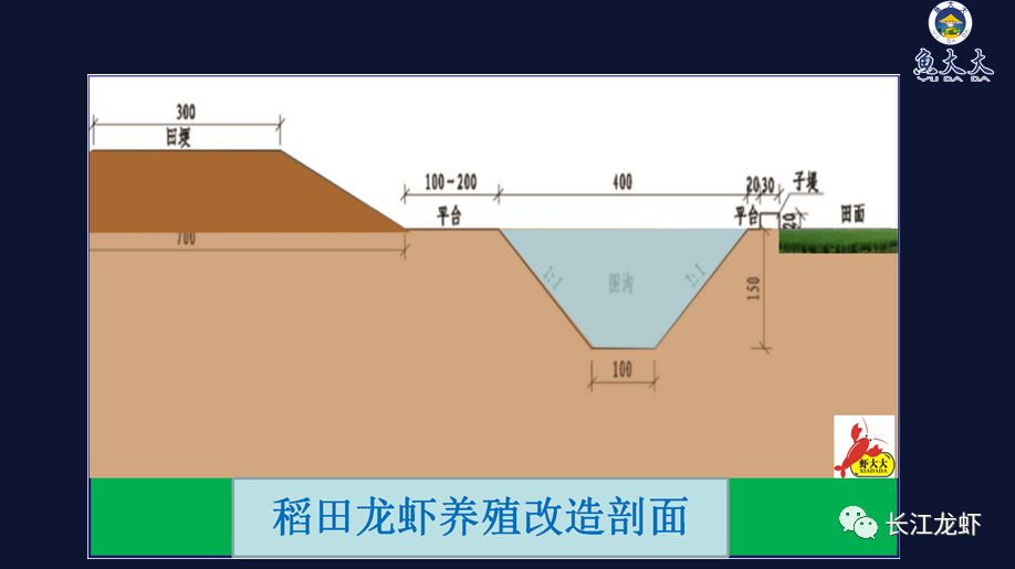 精养龙虾塘设计图图片