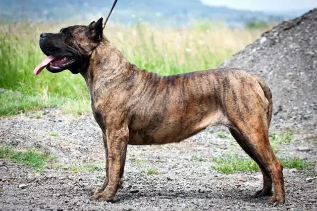 加纳利犬肌肉图片